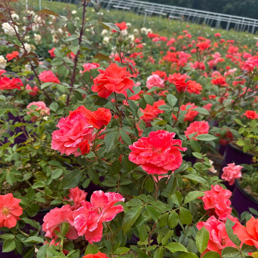Patriot Dream Rose