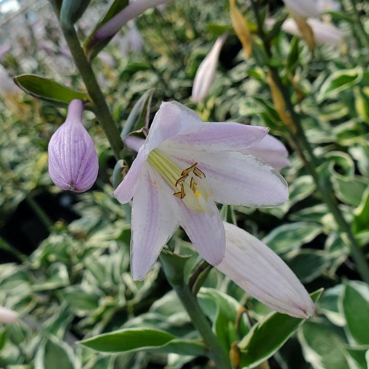 Patriot Hosta