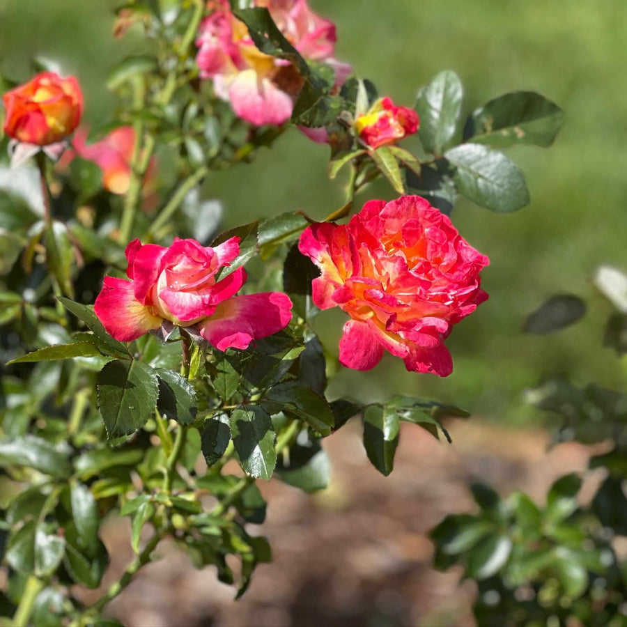 Peace Hybrid Tea Rose