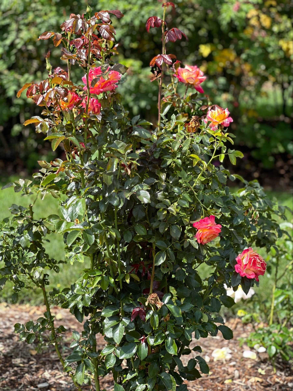 Peace Hybrid Tea Rose