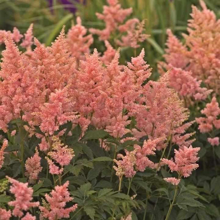 Peach Blossom Astilbe |Walters Gardens
