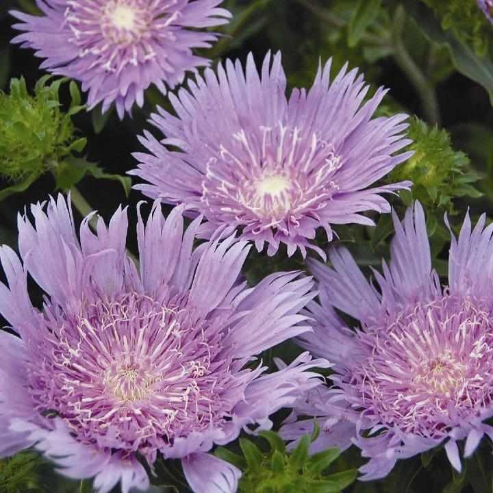 Peachies Pick Stokes' Aster