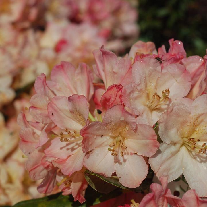 Percy Wiseman Yak Rhododendron