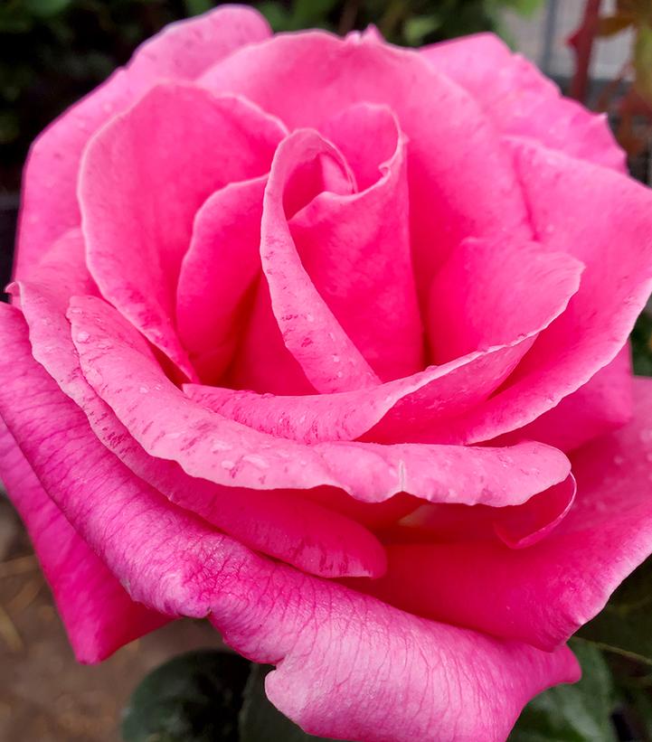 Perfume Delight Hybrid Tea Rose