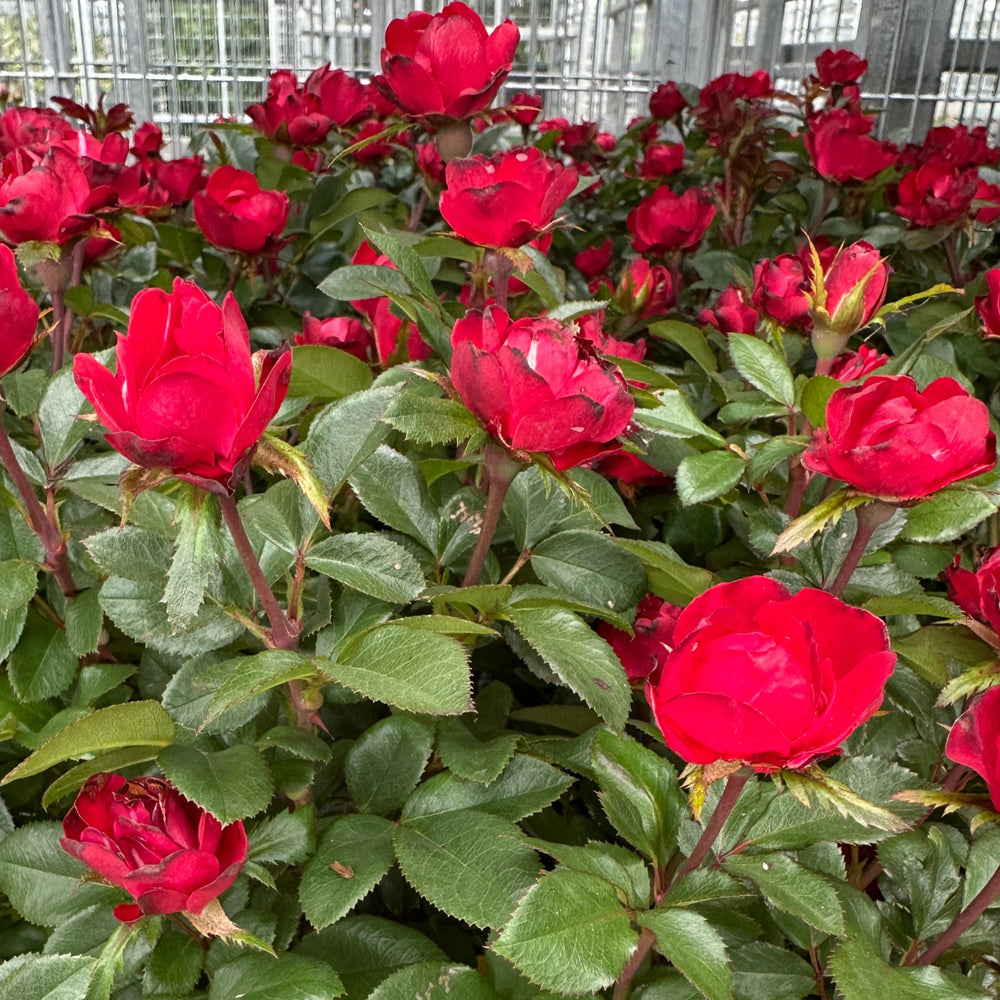 Petite Knock Out® Minature Rose