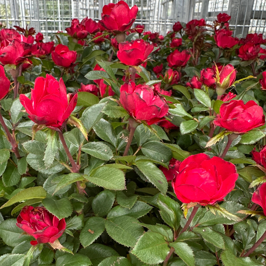 Petite Knock Out® Minature Rose