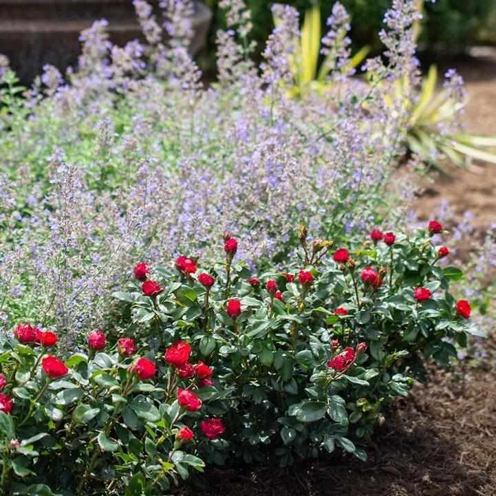 Petite Knock Out® Minature Rose