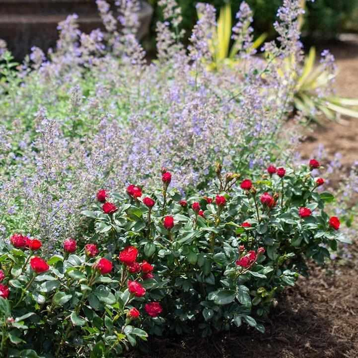 Petite Knock Out® Minature Rose