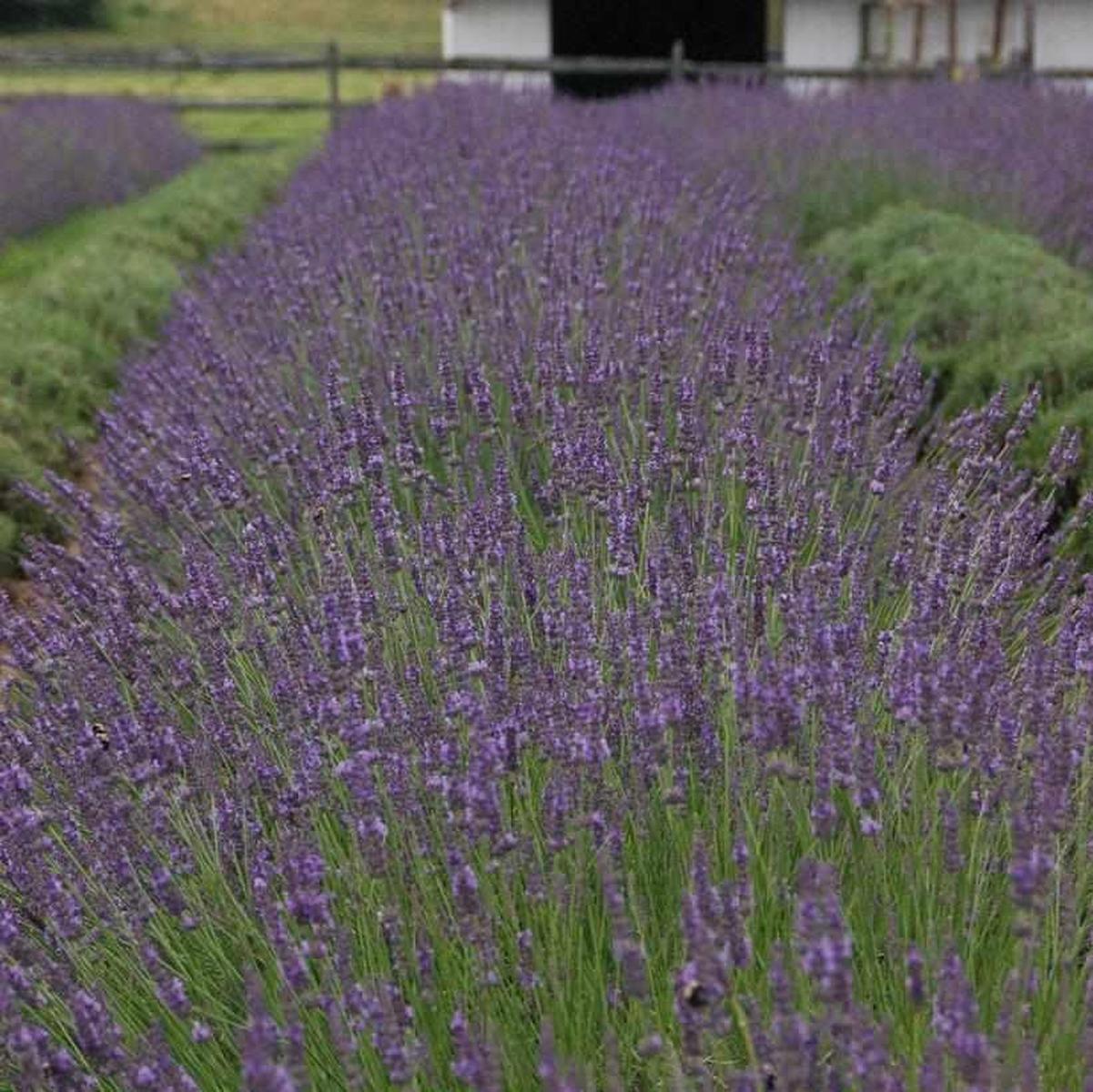 Perennials