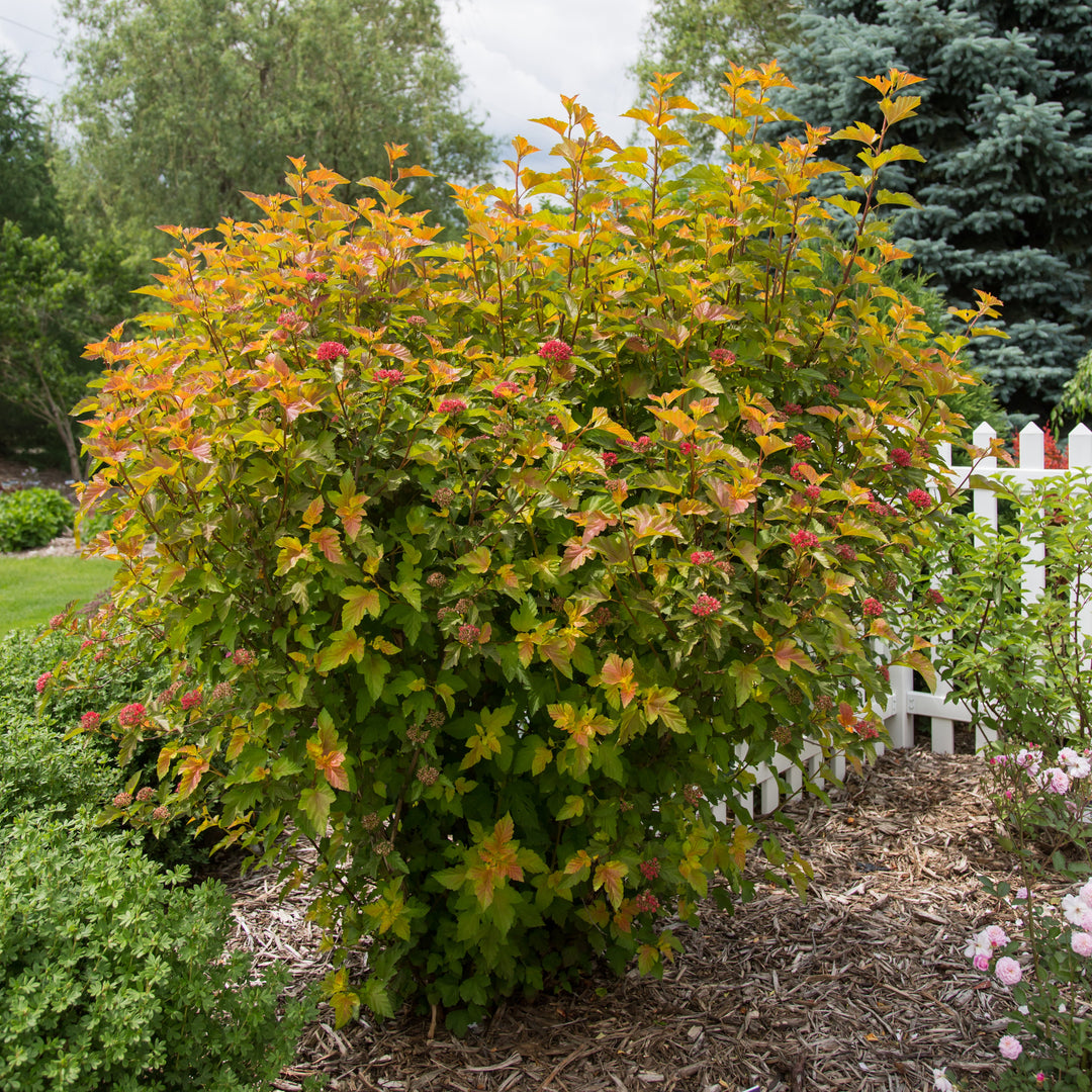Amber jubilee ninebark plant |Bailey® Nurseries