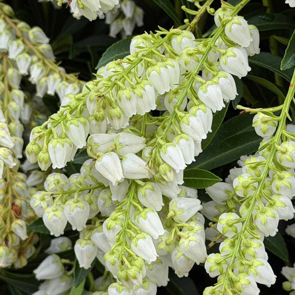 Brouwer's  Beauty Andromeda |Spotswood Greenery