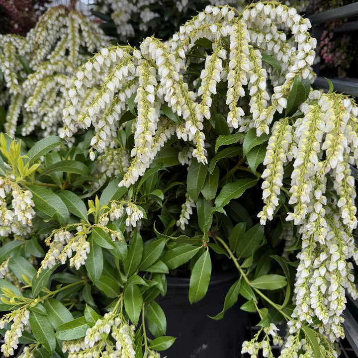 Brouwer's  Beauty Andromeda |Spotswood Greenery
