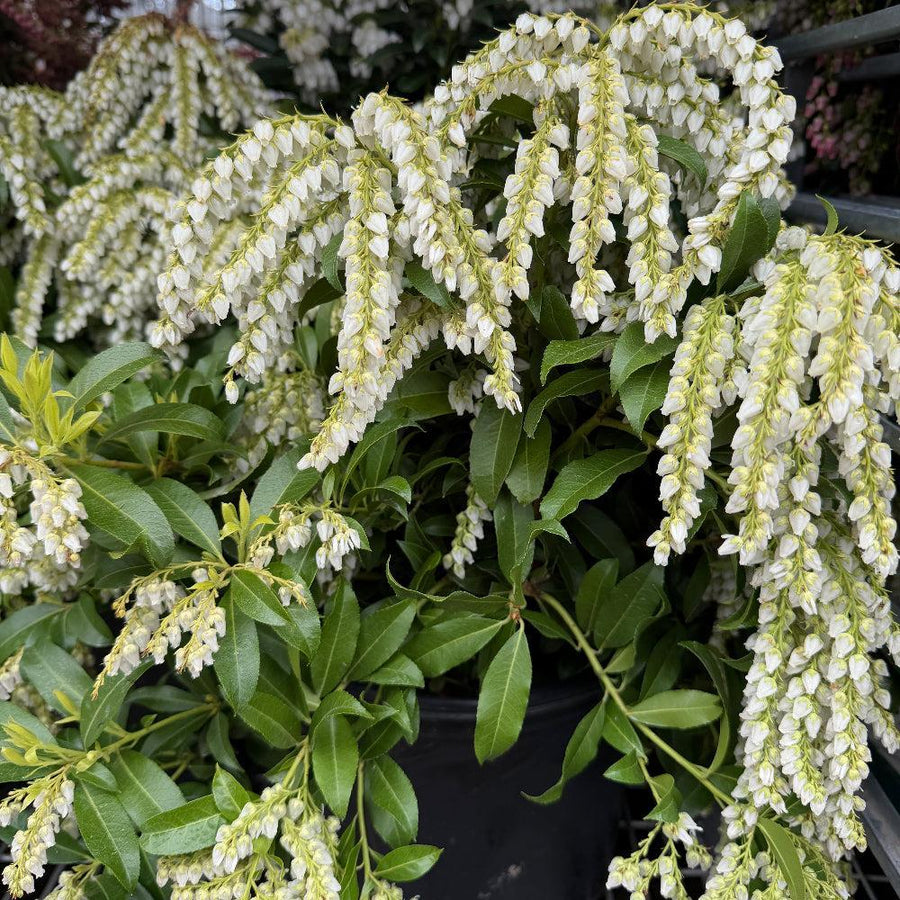 Brouwer's  Beauty Andromeda |Spotswood Greenery