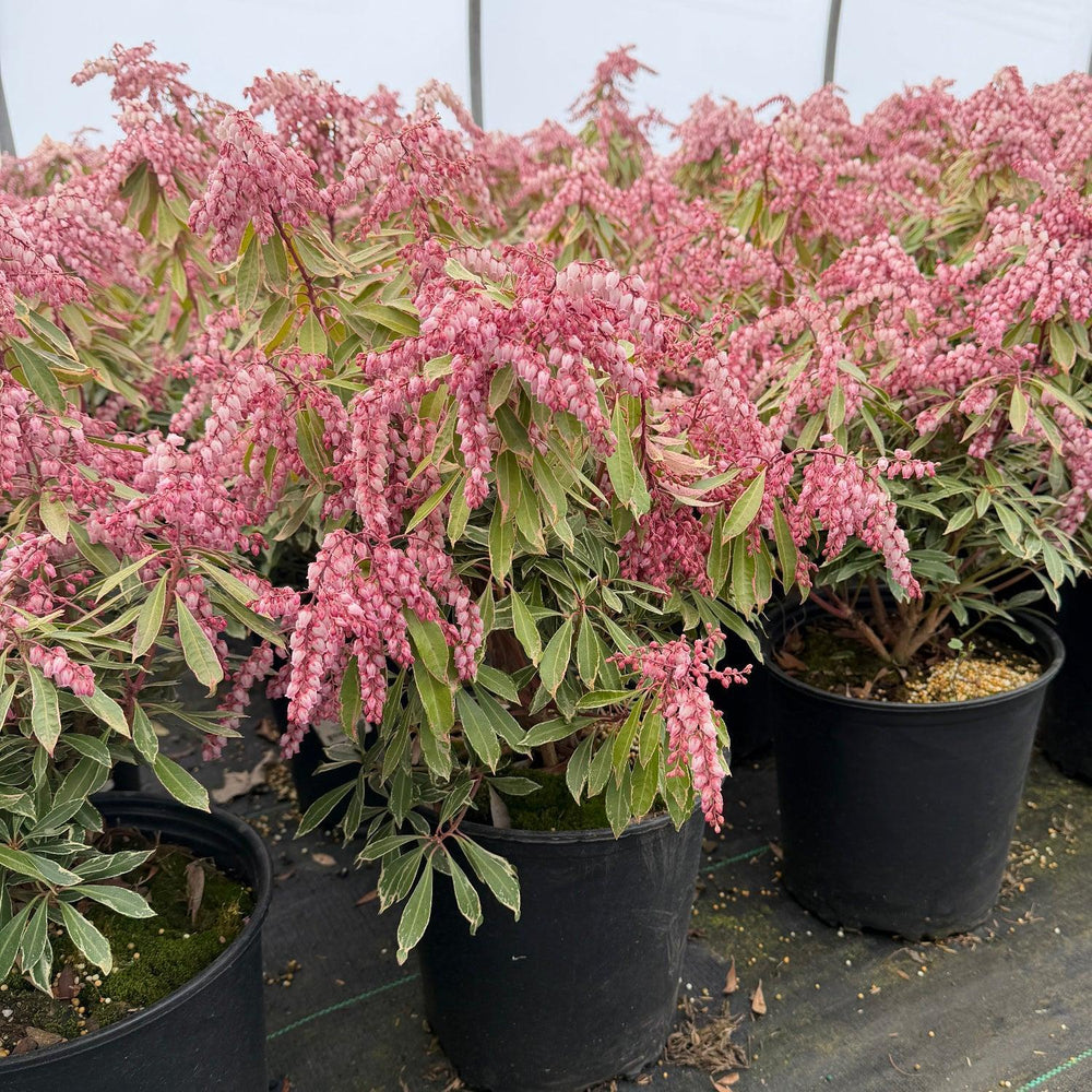 Pink Frost Andromeda |Spotswood Greenery