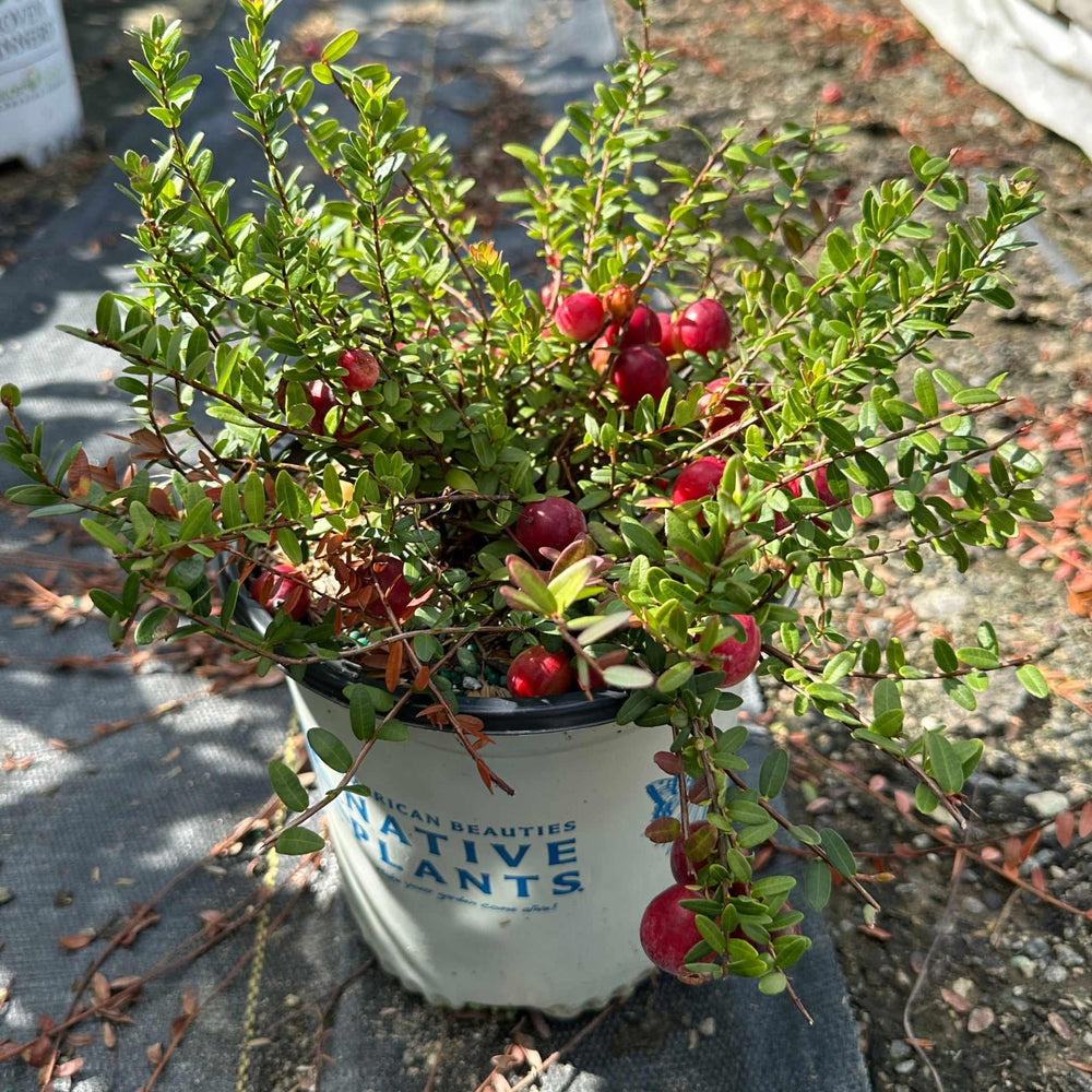 Pilgrim Cranberry