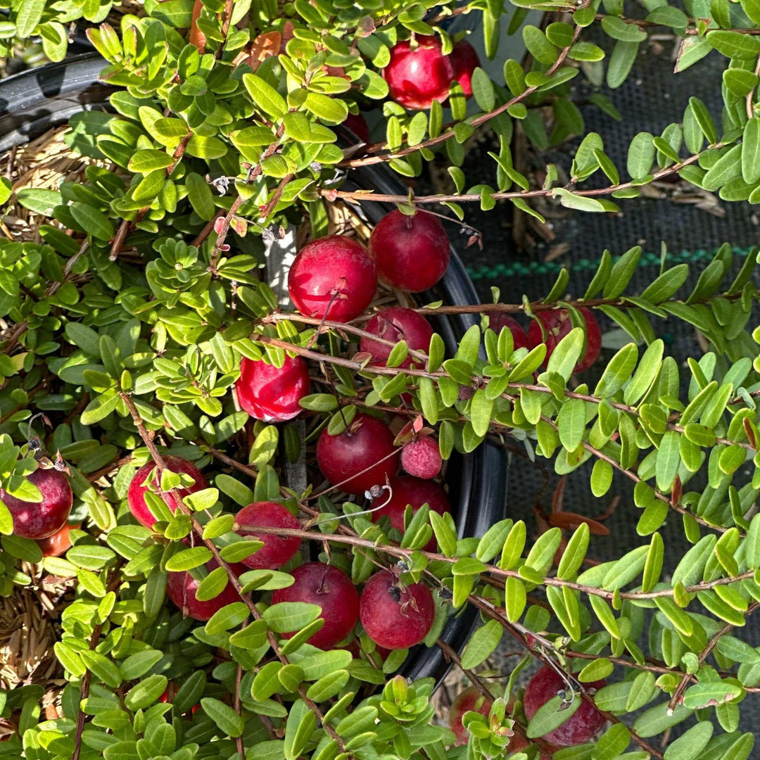 Pilgrim Cranberry
