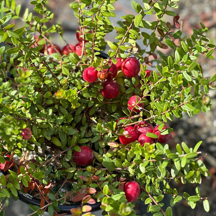 Pilgrim Cranberry