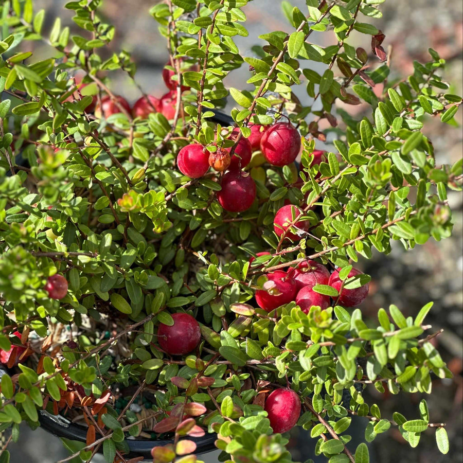 Pilgrim Cranberry