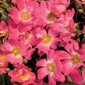 Pink Drift® Rose