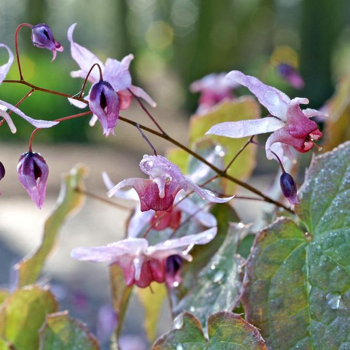 Pink Elf Barrenwort
