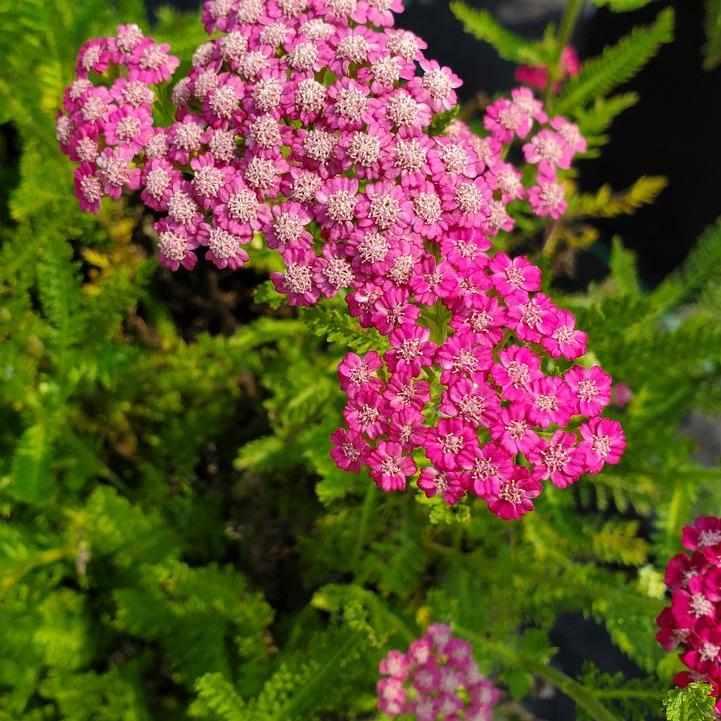 Pink Grapefruit Yarrow