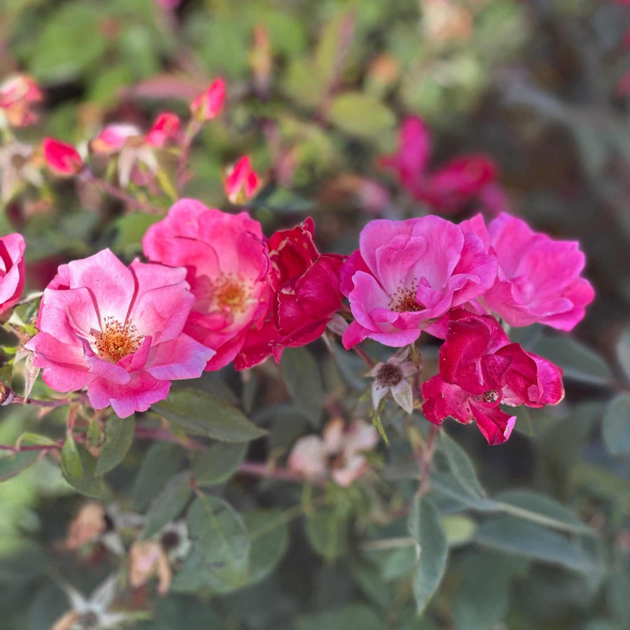 Pink Knock Out® Rose