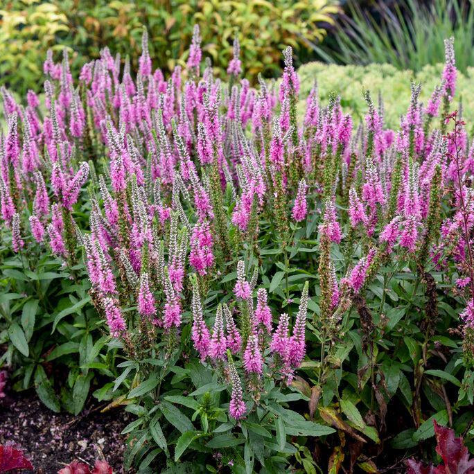 Pink Potion Spike Speedwell |Walters Gardens
