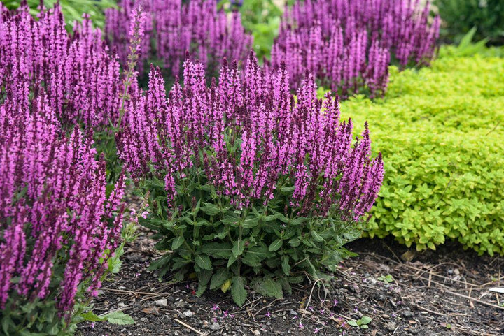 Pink Profusion Meadow Sage