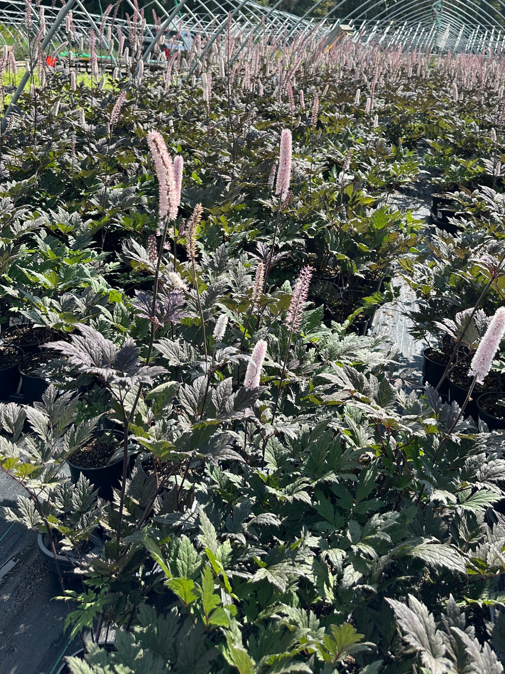 Pink Spike Bugbane