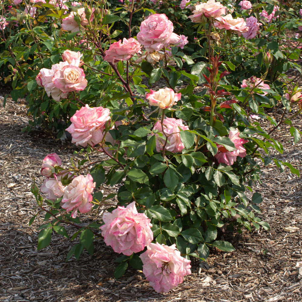 Pinkerbelle® Rose |Star® Roses and Plants