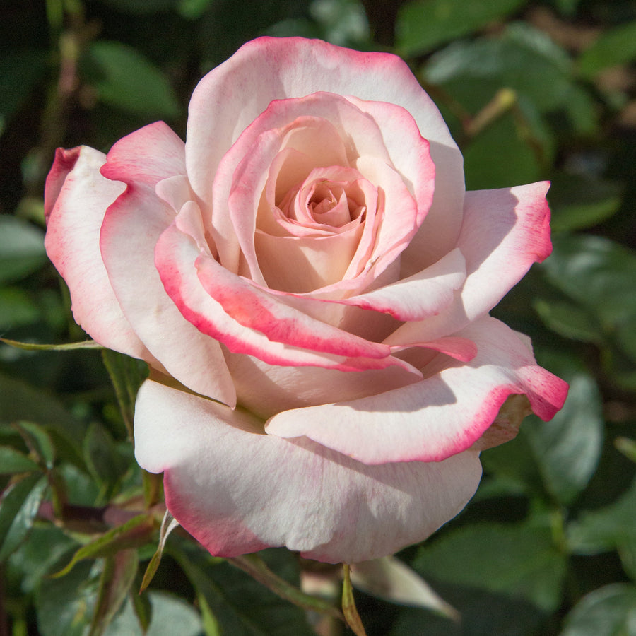 Pinkerbelle® Rose |Star® Roses and Plants