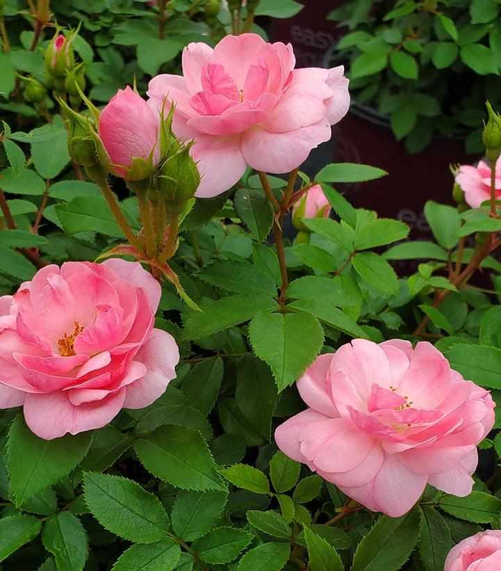 Pinktopia Easy Elegance® Rose