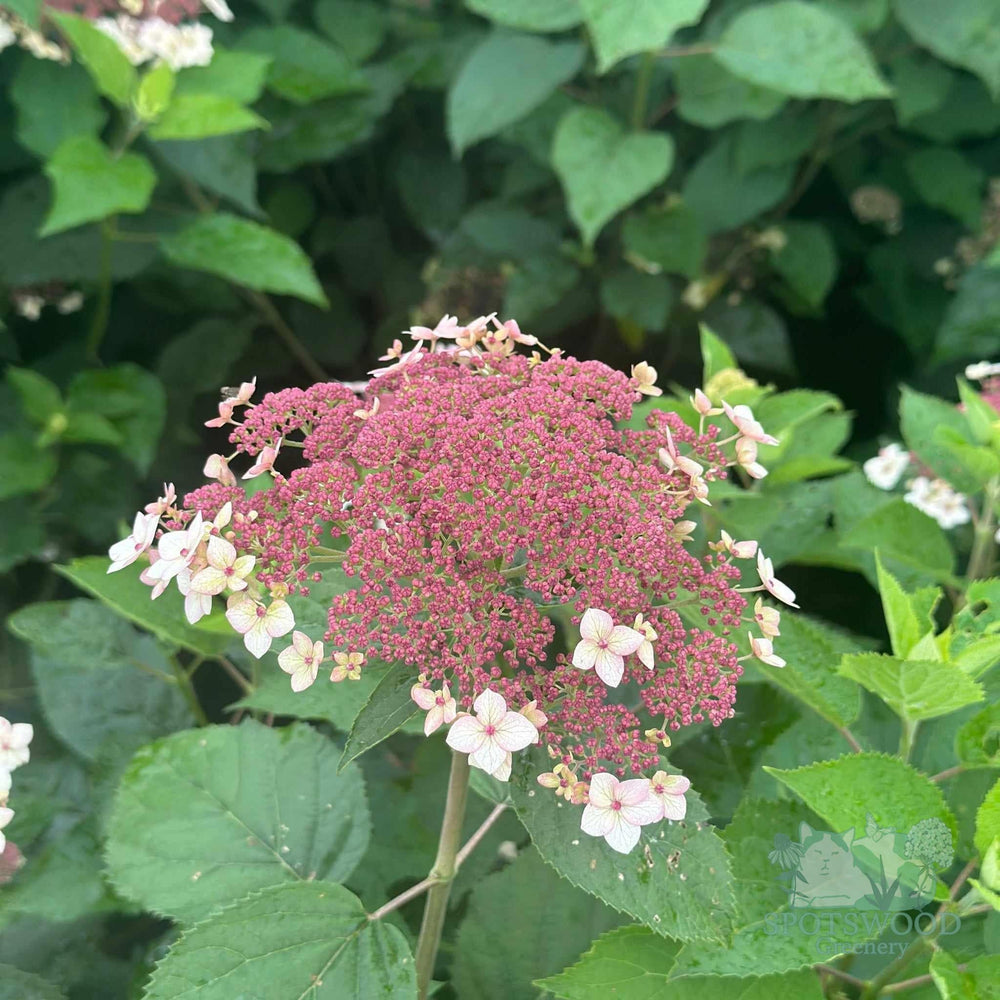 Pinky Pollen Ring™ Smooth Hydrangea