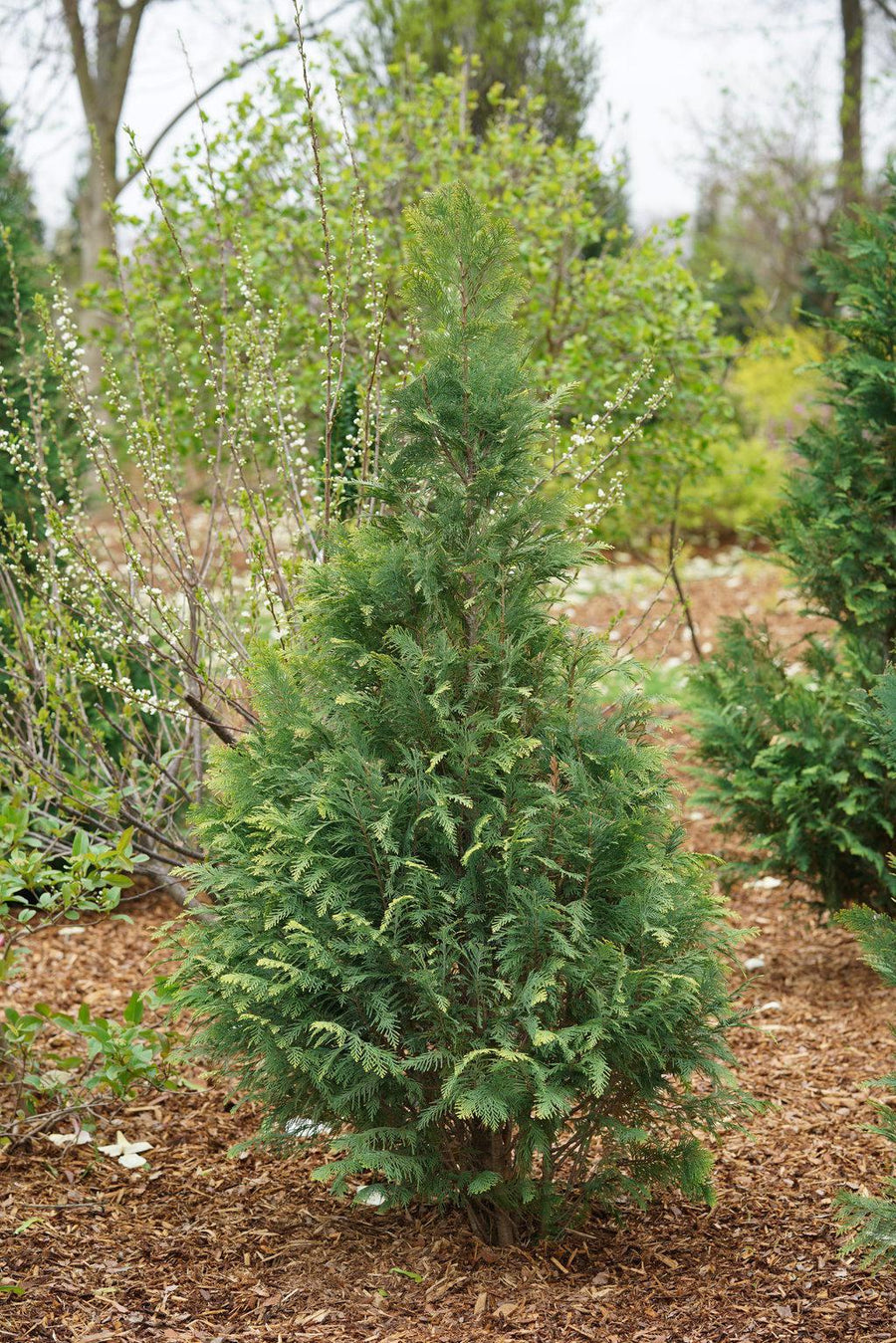 Pinpoint® Blue False Cypress