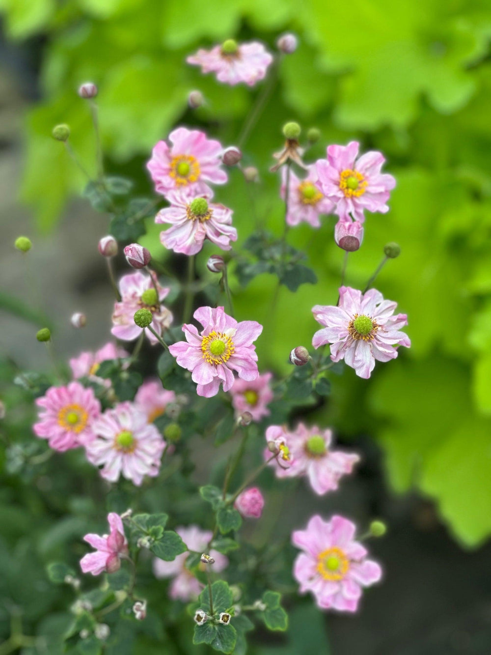 Pocahontas Japanese Windflower
