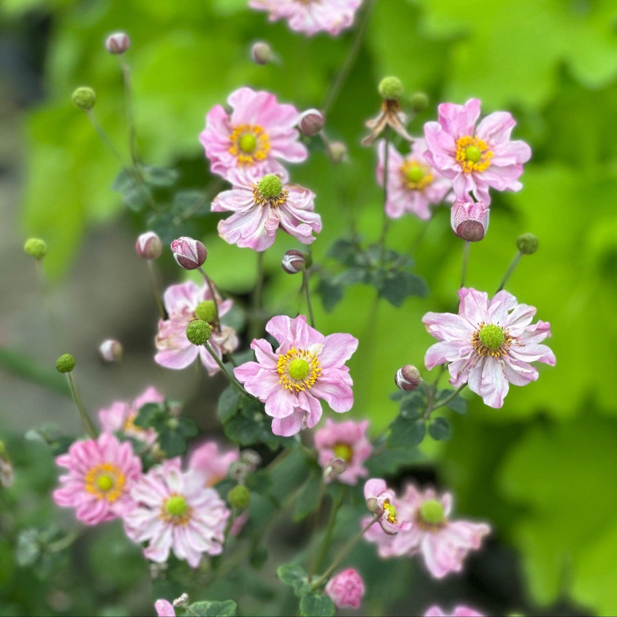 Pocahontas Japanese Windflower