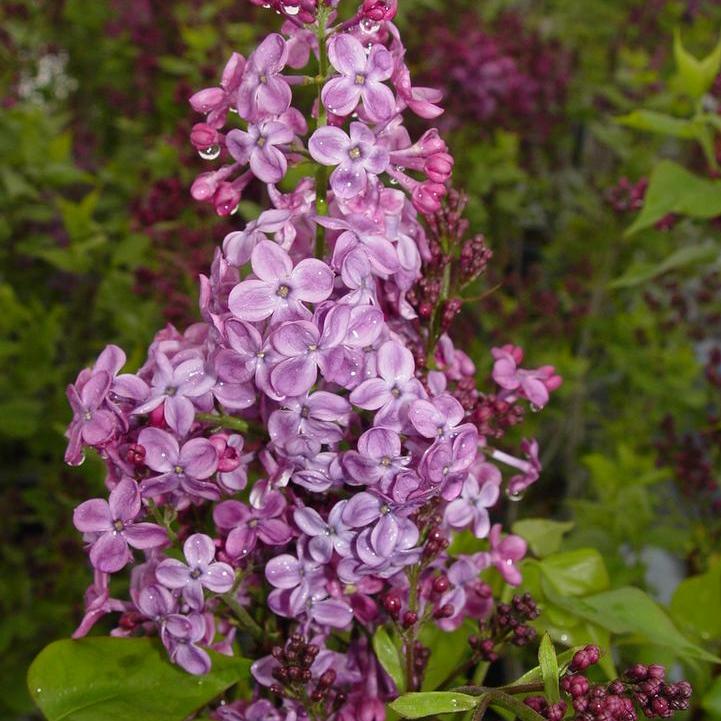 Pocahontas Lilac