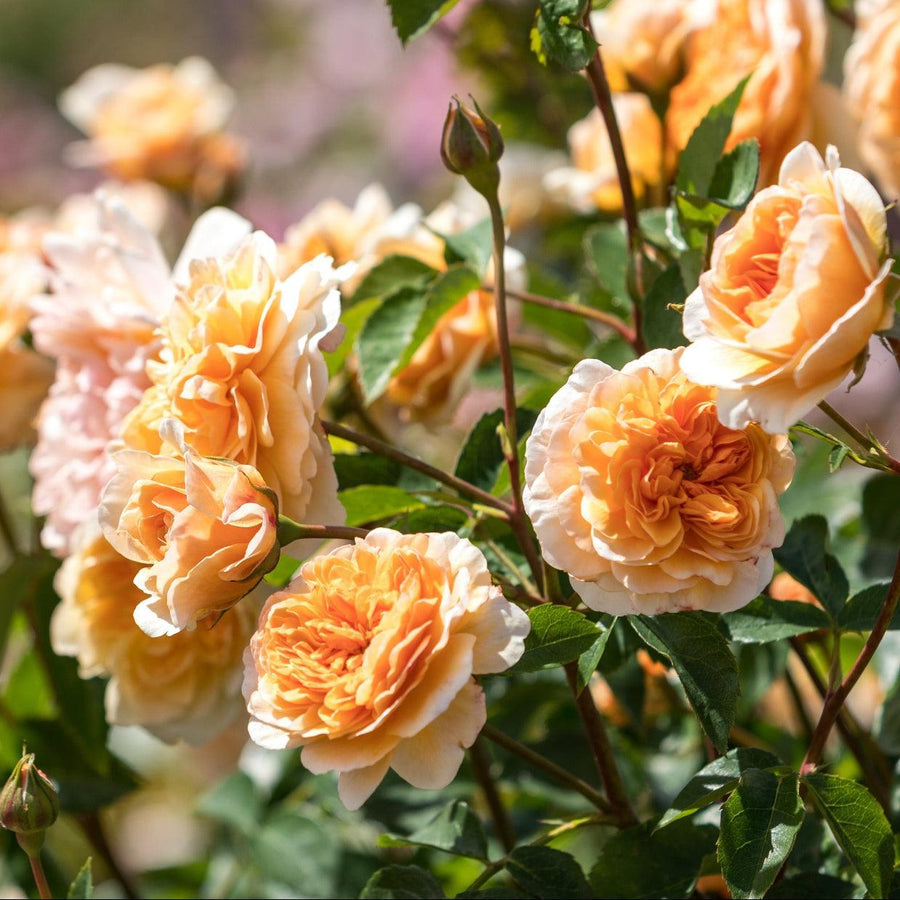 David Austin® Port Sunlight Rose | David Austin® Roses