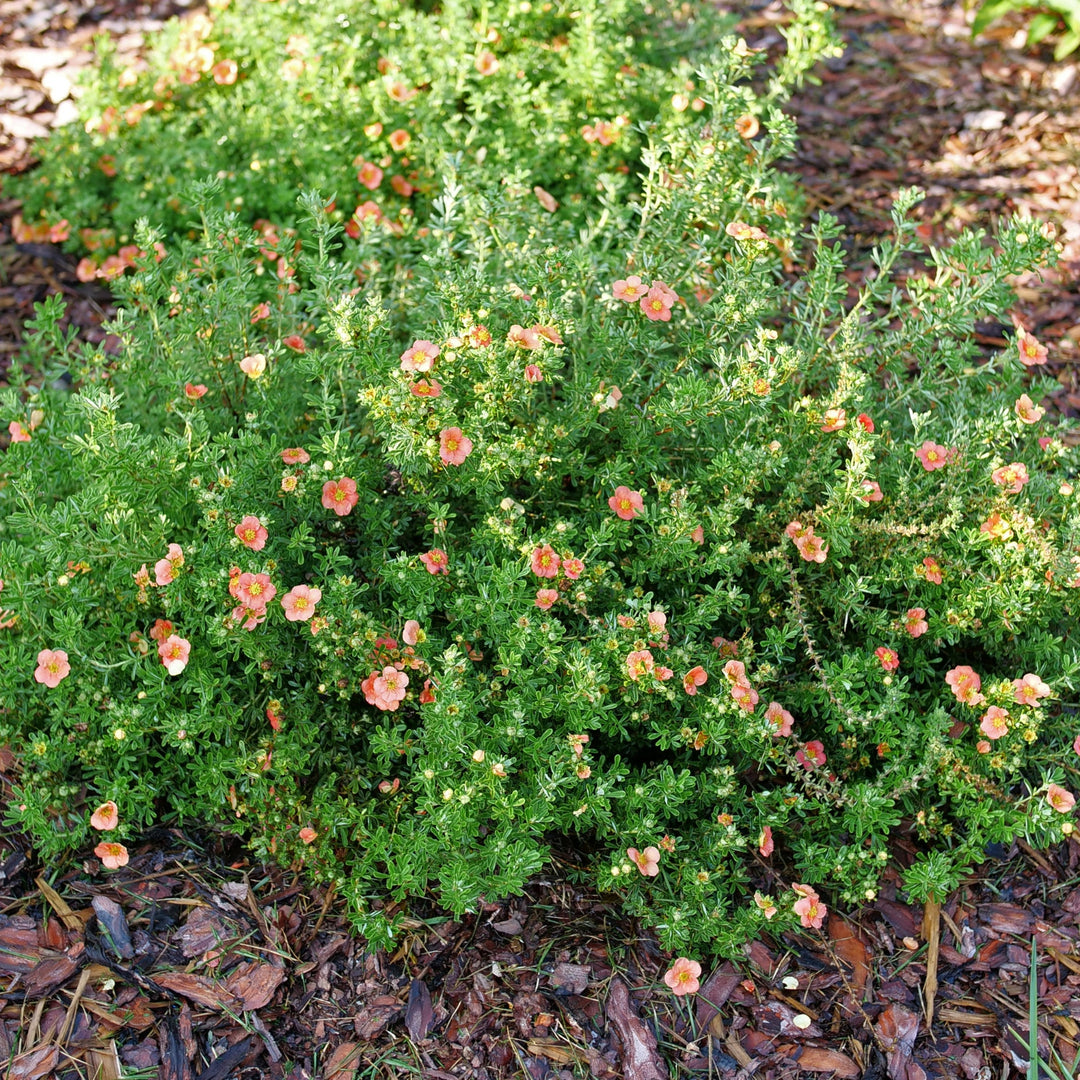 Happy Face orange cinquefoil in bloom Proven Winners®