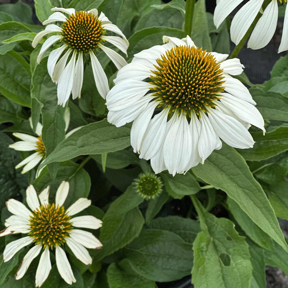 Pow Wow® White Coneflower