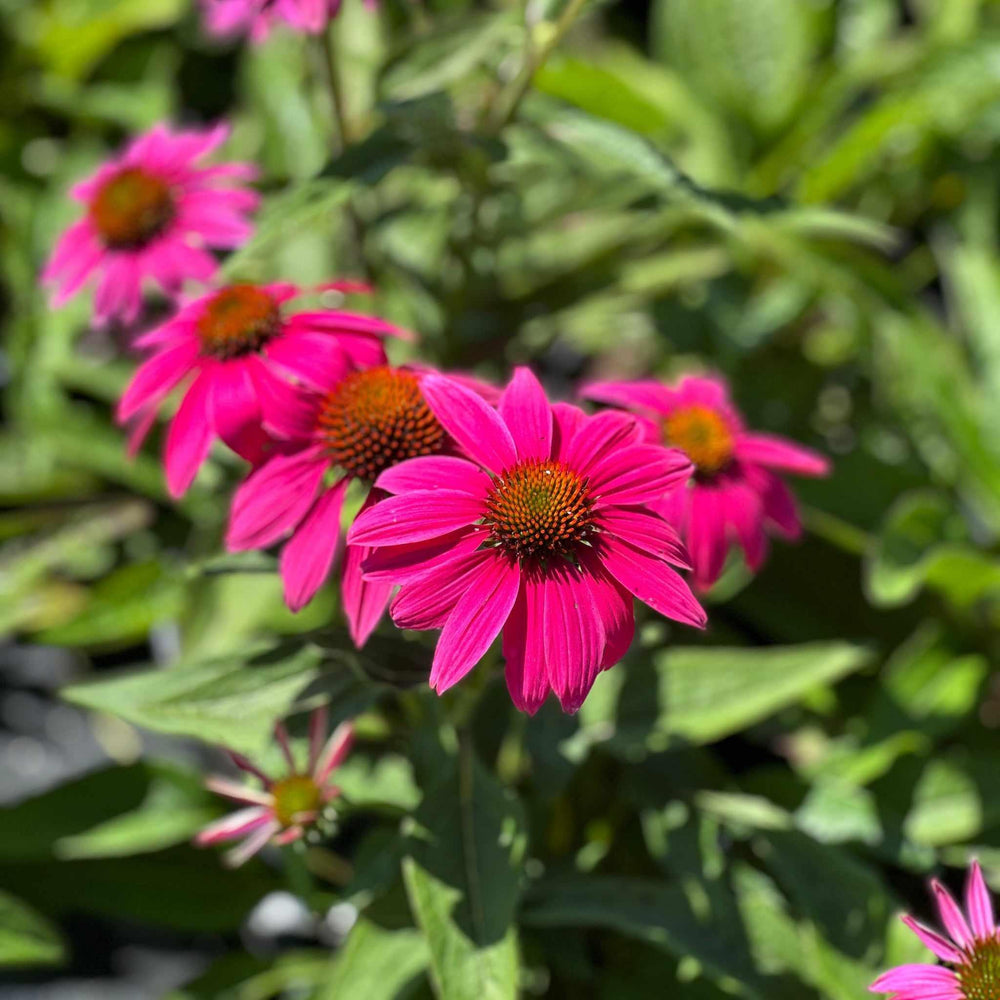 Pow Wow® Wildberry Coneflower