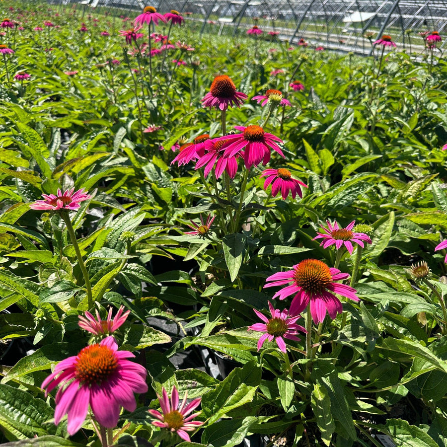 Pow Wow® Wildberry Coneflower