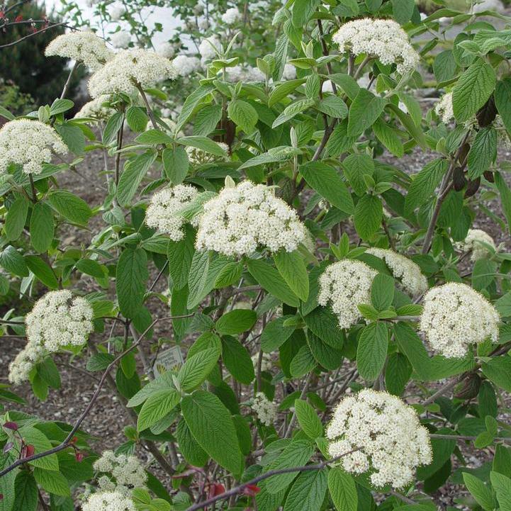 Prague Viburnum