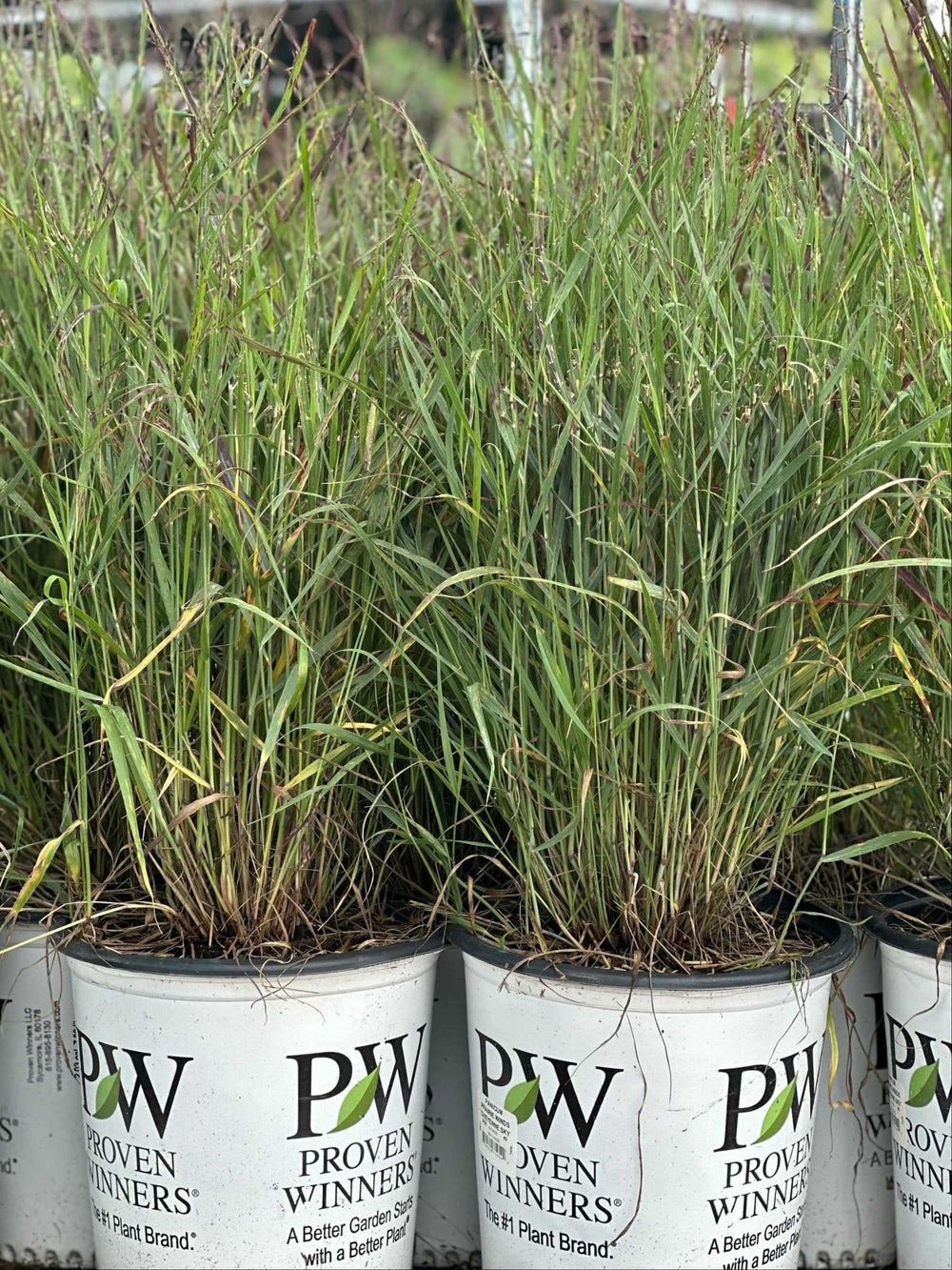 Prairie Winds® Cheyenne Sky Red Switch Grass