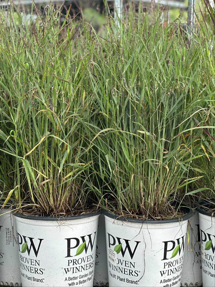 Prairie Winds® Cheyenne Sky Red Switch Grass