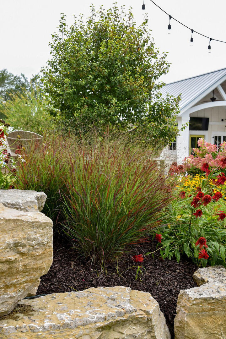 Prairie Winds® Cheyenne Sky Red Switch Grass