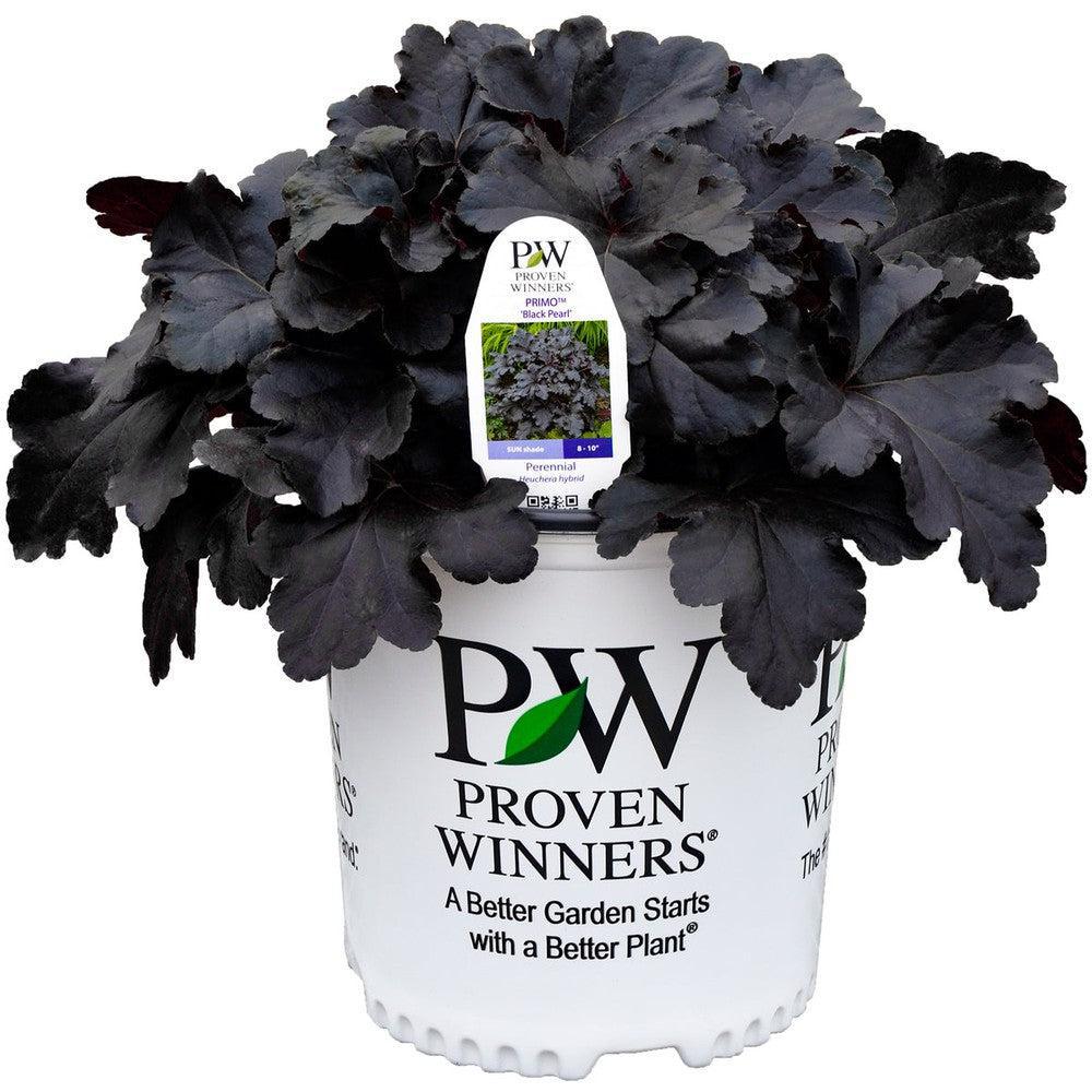Primo® Black Pearl Coral Bells