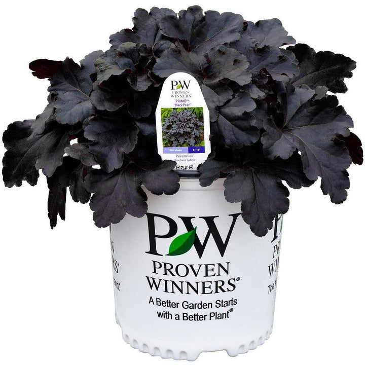 Primo® Black Pearl Coral Bells