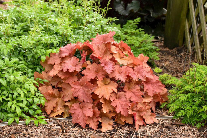 Primo™ Peachberry Ice Coral Bells
