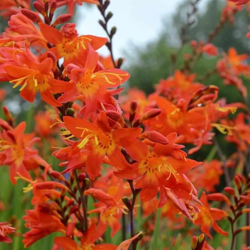 Prince of Orange Montbretia